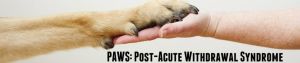 http://newobjectives.com/paws-major-stumbling-block-new-recovery/